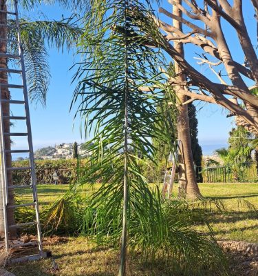 Poda de árboles y palmeras